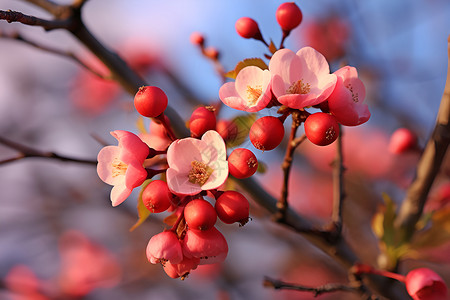 春天的花枝簇簇高清图片