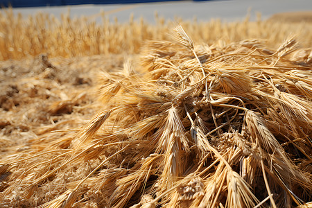 麦田中的麦秸高清图片
