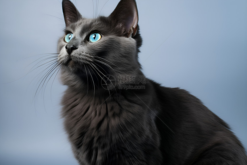 可爱的蓝眼睛猫咪图片