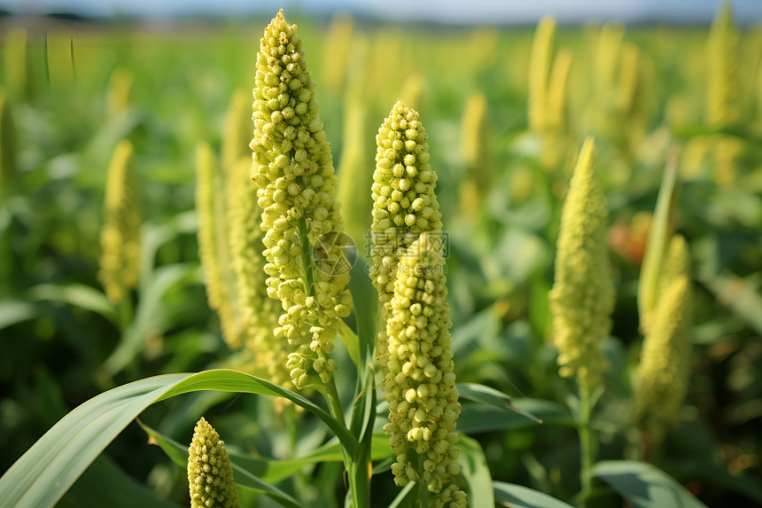 田里的植物图片