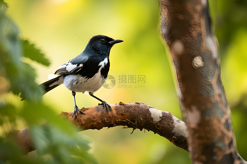 大自然中的小鸟图片