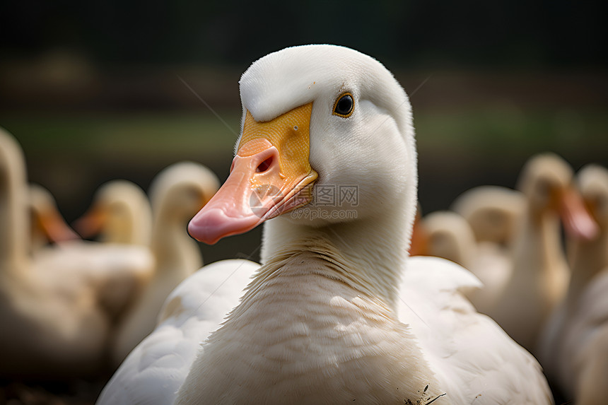 守卫草地的一群可爱的鸭子图片