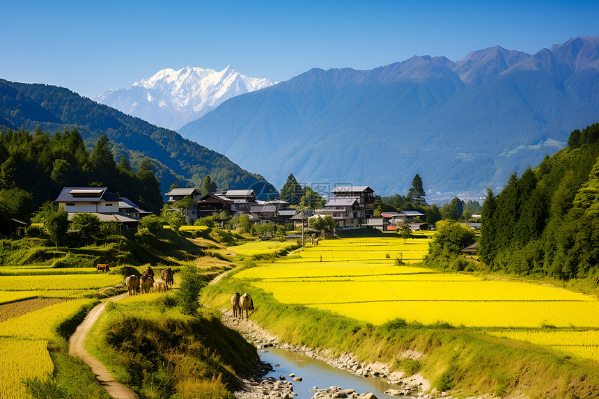 自然的农田山景图片