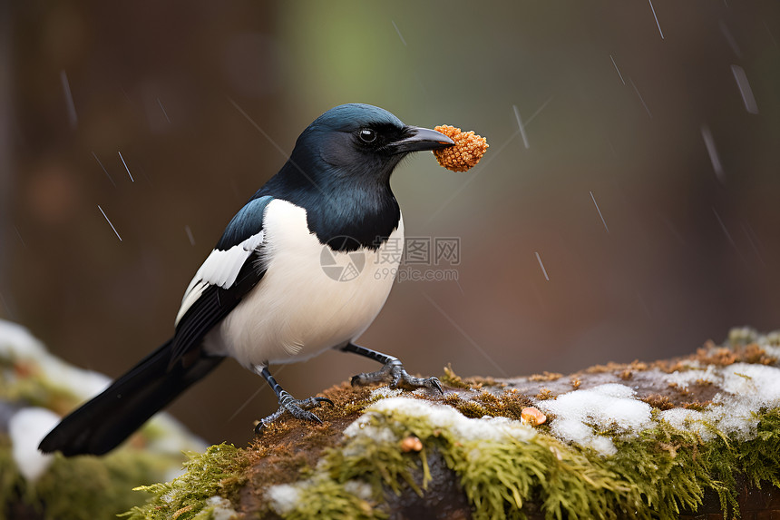 雨天喂食的喜鹊图片