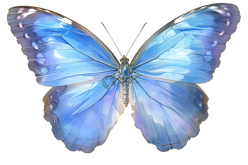 舞动的蓝色蝴蝶图片