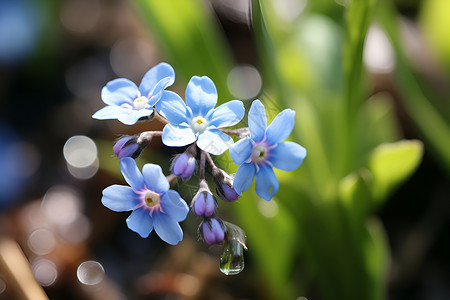 永恒之花勿忘我蓝紫色的花背景