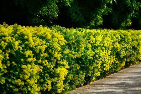 绿化带树木开满黄色花朵的绿化带背景