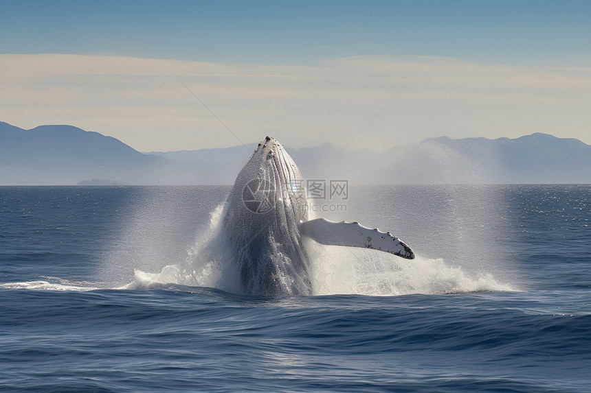 浮出水面的座头鲸图片