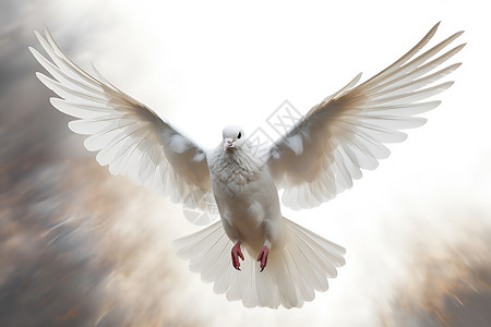 飞翔的白鸽白鸽展翅飞行设计图片