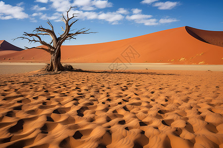 沙漠中一棵孤零零的树高清图片