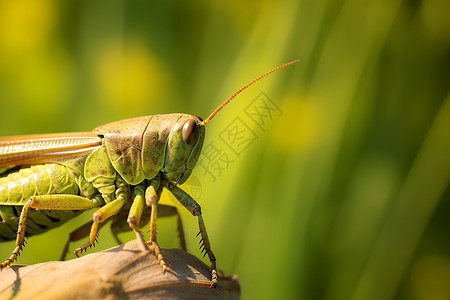 可爱的虫子一只可爱的蝗虫背景