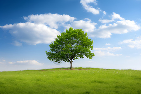 天空大树素材一株树矗立在草地上背景