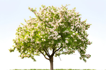 漂亮的樱花树高清图片