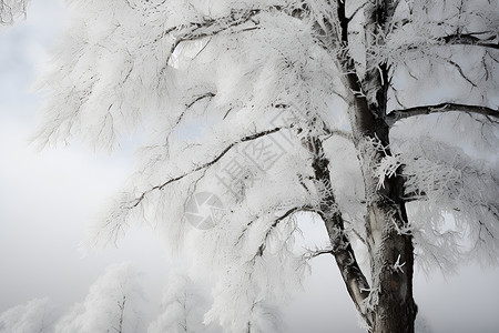 冬天雾凇冻结的白桦树插画