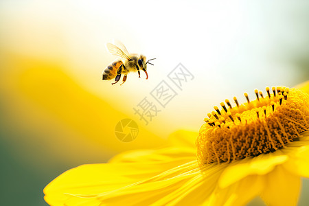 花上飞舞的蜜蜂高清图片
