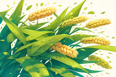 谷物的插画丰收的稻谷插画