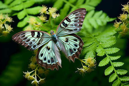 昆虫学花朵间的蝴蝶背景