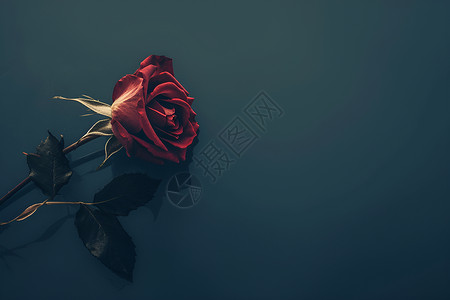 红色玫瑰花花瓣红色玫瑰的寂寞插画