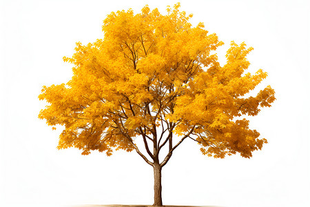 黄色的树叶孤立的金黄秋树背景