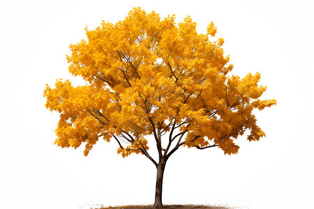 自然树木金黄树叶的孤树插画