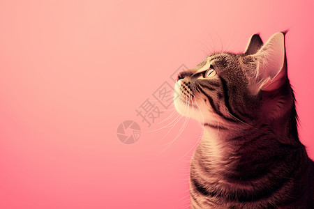 可爱的猫咪汉服花纹高清图片