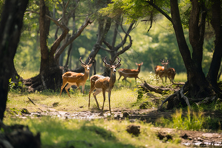 水里生活的动物森林中的鹿群背景
