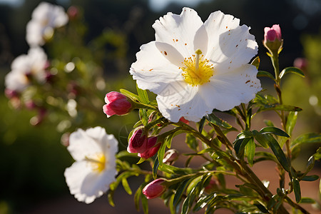 盛开的花朵岩玫瑰胶高清图片