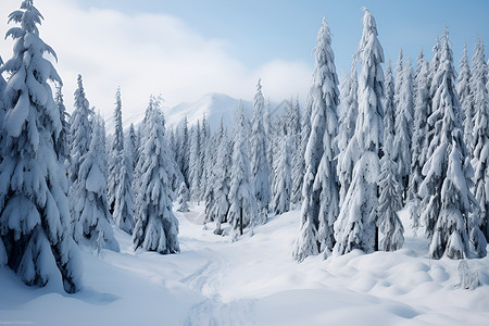 山底下松树林白雪皑皑的森林背景