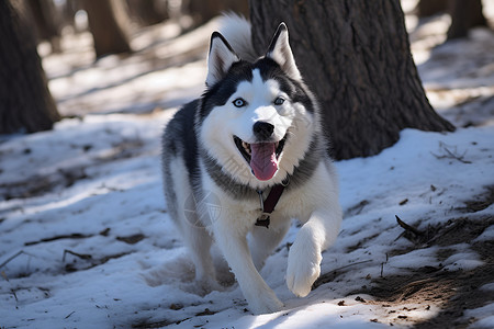 一只迷人的雪橇犬高清图片