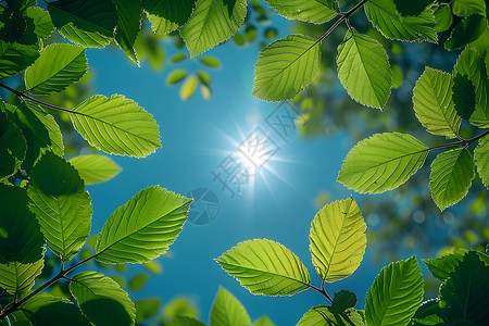 炎炎夏日阳光穿着树叶图片