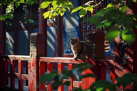红色栅栏上坐着的猫图片
