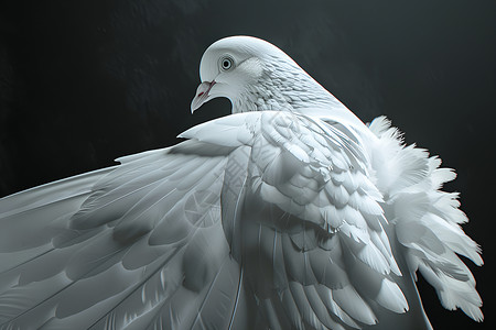 白色鸽子展开翅膀图片