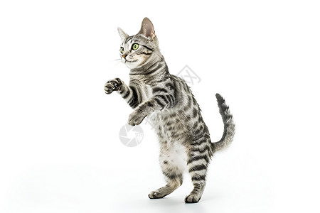 银虎斑猫猫站立图片