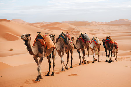 沙漠行走的骆驼大队图片