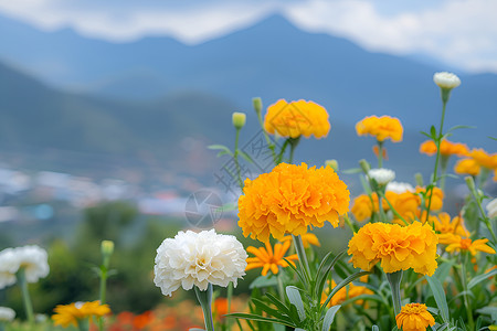 远山下的花卉图片