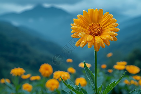 盛开的花色花朵图片