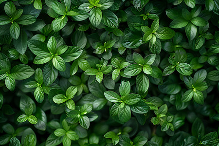 茂密的植物图片