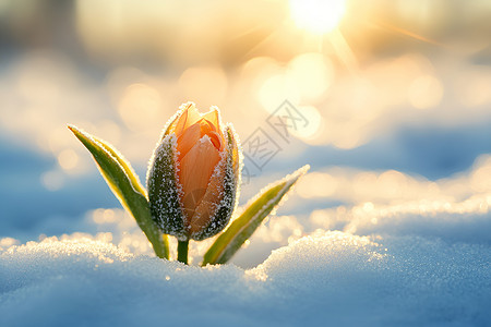 阳光照耀的雪中的花蕾图片