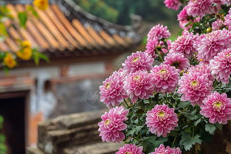 盛开的粉色菊花图片