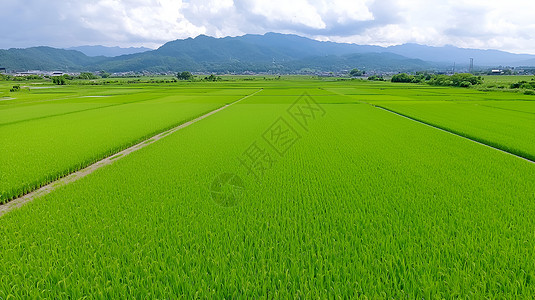 稻田与远山图片