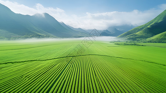 绿色田野与远山图片